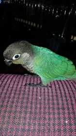 Lost Conure