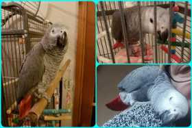 Lost African Grey