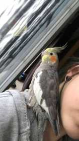 Lost Cockatiel