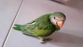 Lost Mustached / Moustached Parakeet