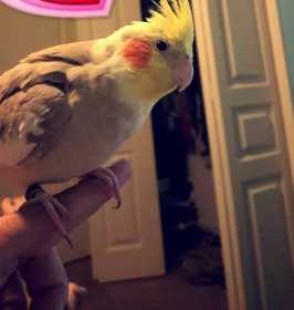 Lost Cockatiel