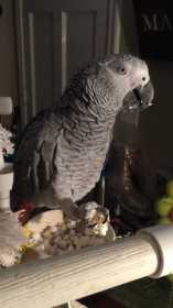 Lost African Grey