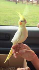 Lost Cockatiel