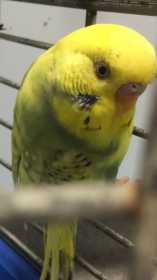 Lost Budgerigar