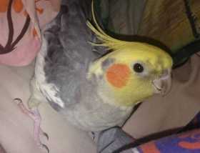 Lost Cockatiel