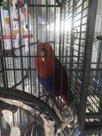 Lost Eclectus