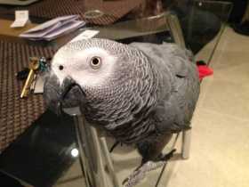 Lost African Grey