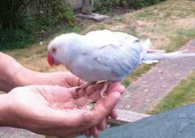 Lost Indian Ringneck Parakeet