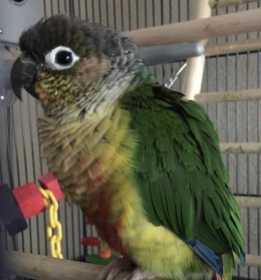 Lost Conure