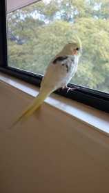 Lost Cockatiel