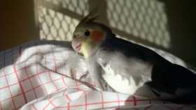 Lost Cockatiel