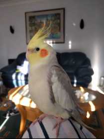 Lost Cockatiel