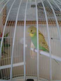 Lost Budgerigar