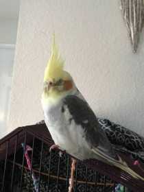 Lost Cockatiel