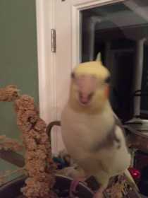 Lost Cockatiel