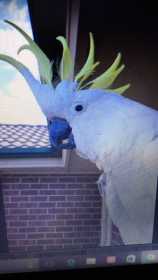 Lost Cockatoo