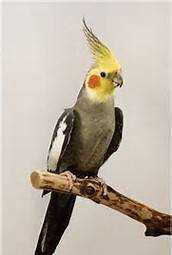 Lost Cockatiel