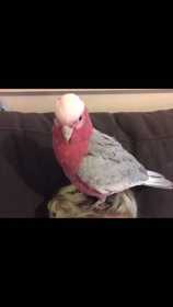 Lost Galah Cockatoo