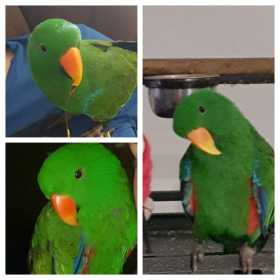 Lost Eclectus