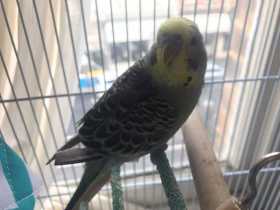 Lost Budgerigar