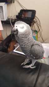 Lost African Grey