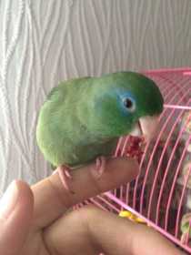 Lost Parrotlet