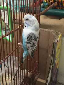 Lost Budgerigar