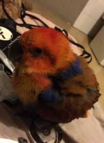 Lost Eclectus