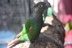 Lost Conure