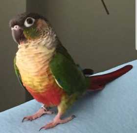 Lost Conure