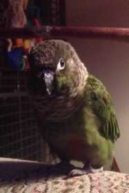 Lost Conure