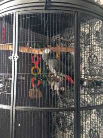 Lost African Grey