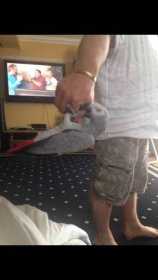 Lost African Grey