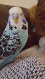 Lost Budgerigar