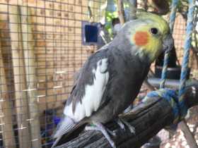 Lost Cockatiel