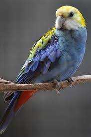Lost Rosella