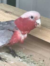 Lost Galah Cockatoo