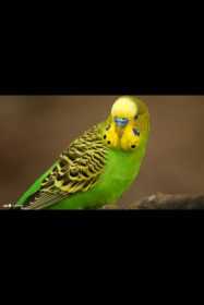 Lost Budgerigar