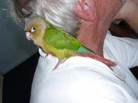 Lost Conure