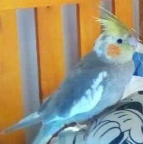 Lost Cockatiel