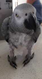 Lost African Grey