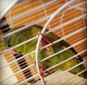 Lost Parrotlet