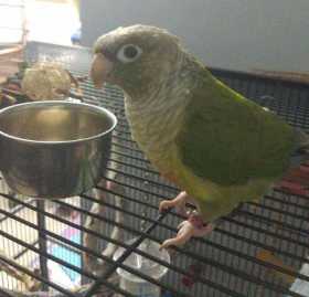 Lost Conure