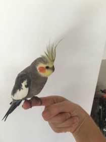 Lost Cockatiel