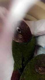 Lost Conure