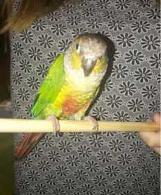Lost Parrotlet