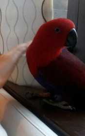 Lost Eclectus