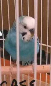 Lost Parakeet