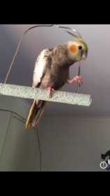 Lost Cockatiel