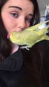 Lost Indian Ringneck Parakeet